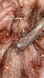 Steff Cat Eye Еuphoria Gel Polish (9 ml) №2 SCE09-02 фото 2